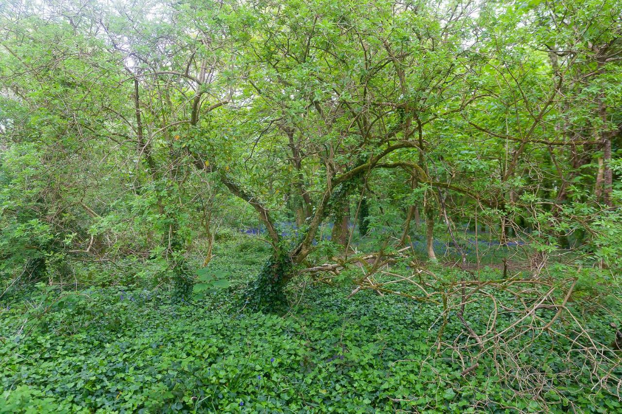 Cosy Woodland Home Uny Lelant Eksteriør bilde